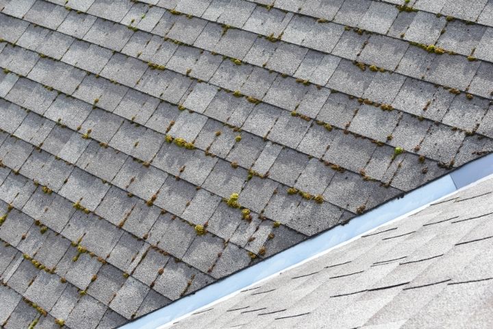Moss and Algae Build Up On Roof